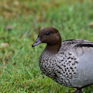 Australian Wood Duck
