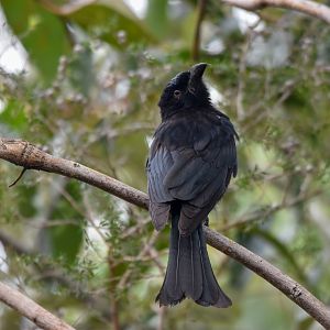 Spangled Drongo