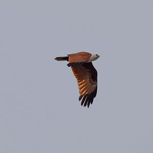 Brahminy Kite
