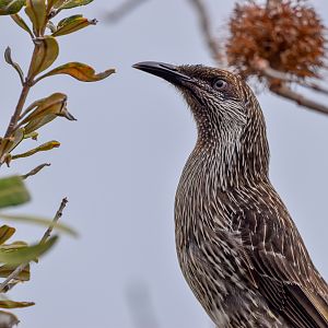 Little Wattlebird