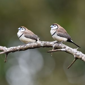 Double-barred Finches