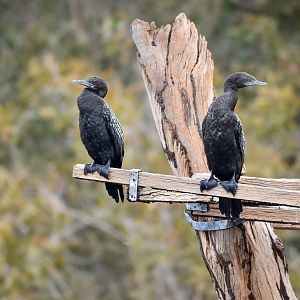 Little Black Cormorants