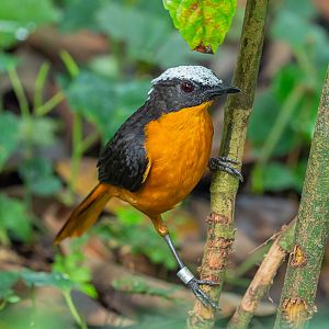 White-Crowned Robin-Chat (Cossypha Albicapillus)