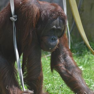 Male Bornean orangutan Kawan