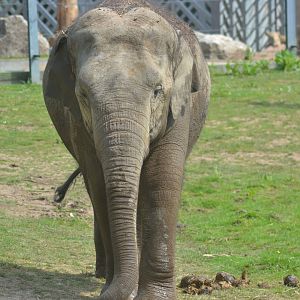 Asian elephant cow Esha