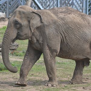 Asian elephant cow Minbu