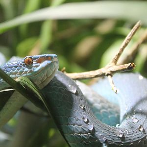 Komodo Island pit viper