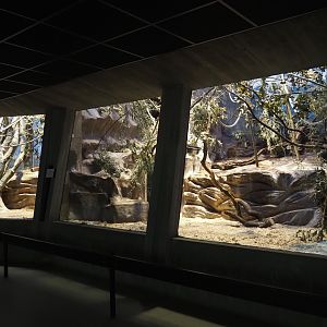 Former Hamlyn's monkey exhibits being repurposed for callitrichids,  2024-07-28