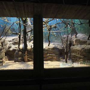 Former Hamlyn's monkey exhibits being repurposed for callitrichids,  2024-07-28