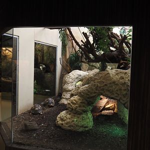 Radiated tortoise, Giant Madagascar day gecko and Madagascar tree boa terrarium, 2024-07-28