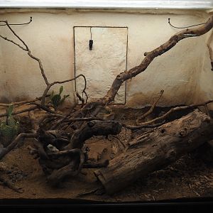 Ocellated lizard terrarium, 2024-07-28