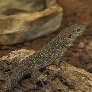 Ocellated lizard (Timon lepidus),  2024-07-28