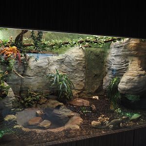 Rhinoceros iguana and Changeable lizard terrarium,  2024-07-28