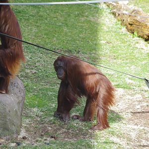 Tatau and Mali- Bornean Orangutans- 11/4/2024