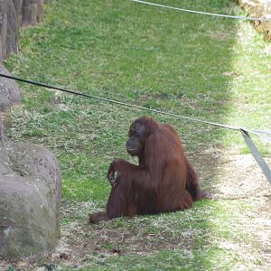 Mali- Bornean Orangutan- 11/4/2024