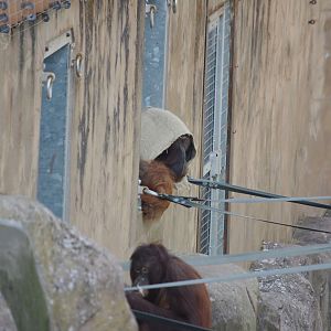 Tiga and Tatau- Bornean Orangutan- 11/4/2024