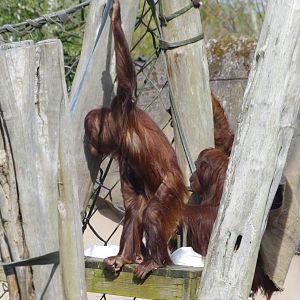 Tatau and Mali- Bornean Orangutans- 11/4/2024