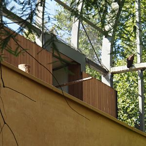 Hippo house aviary - Renovated nesting area on the roof of the hippo house, 2024-07-28
