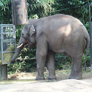 New young Asian elephant (Elephas maximus) bull Max from Prague, 2024-07-28