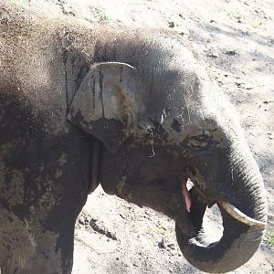 New young Asian elephant (Elephas maximus) bull Max from Prague, 2024-07-28