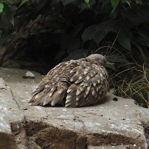 Black-bellied sandgrouse (Pterocles orientalis), 2024-07-28