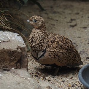 Black-bellied sandgrouse (Pterocles orientalis), 2024-07-28