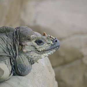 Rhinoceros Iguana- 11/4/2024