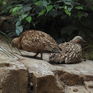 Black-bellied sandgrouse (Pterocles orientalis), 2024-07-28