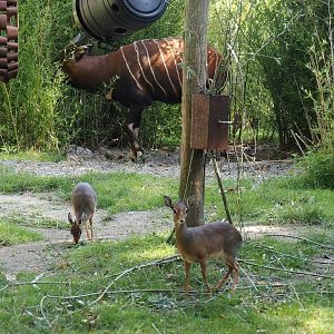 Kirk's dik-diks (Madoqua kirkii) and Mountain bongo (Tragelaphus eurycerus isaaci), 2024-07-28