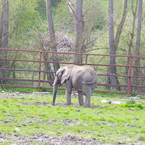 Mchumba- African Elephant- 12/4/2024