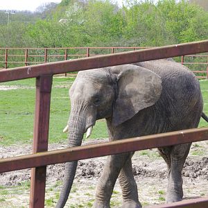 Impy- African Elephant- 12/4/2024