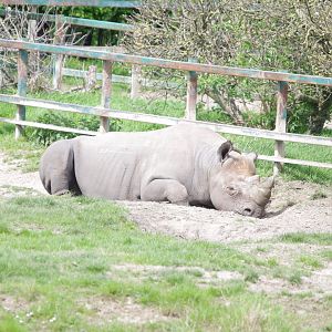 Black Rhino- 12/4/2024