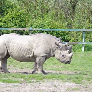 Black Rhinos- 12/4/2024