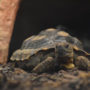 Chaco tortoise
