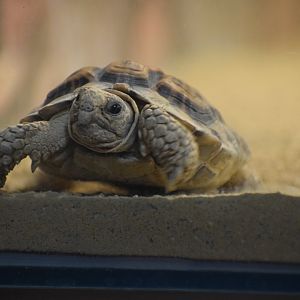 Speckled tortoise
