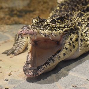 Cuban crocodile