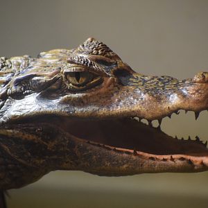 Spectacled caiman