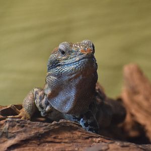 Yucatán spiny-tailed iguana