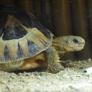 Bowsprit tortoise