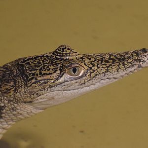 North African crocodile