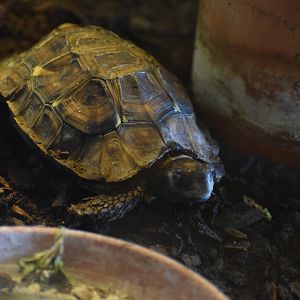 Home's hinged tortoise