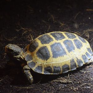 Forsten's tortoise