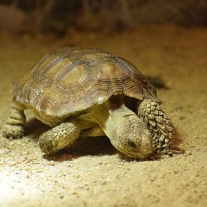 Donner-weer tortoise