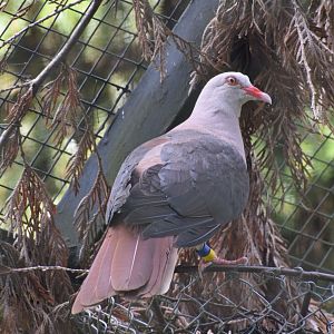 Pink pigeon