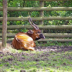 Eastern Bongo- 12/4/2024