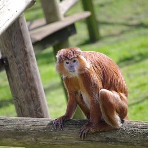 Javan Langur- 12/4/2024