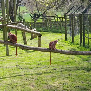 Javan Langurs- 12/4/2024