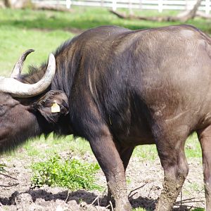 Cape Buffalo- 12/4/2024