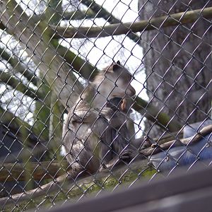 White Nape Mangabey and young- 12/4/2024
