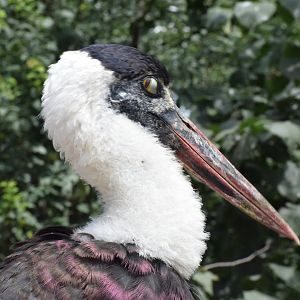 Asian woolly-necked stork